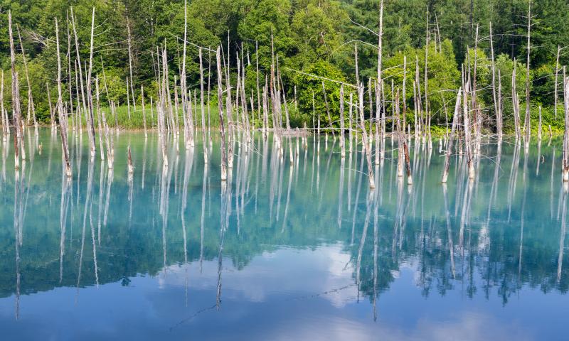 Forest Trees Lake Branches Dry Reflection Nature