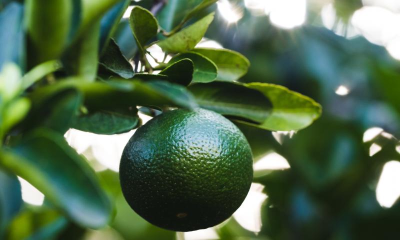 Lime Fruit Branch Leaves Plant Green