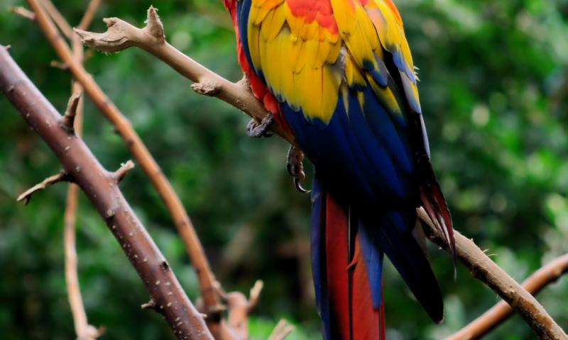 Parrot Bird Tree Branches Leaves
