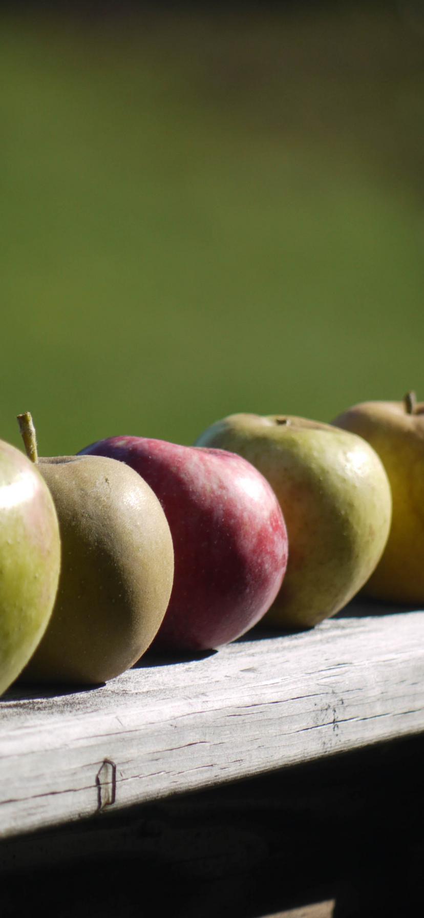 Apples Fruit Fresh Fence