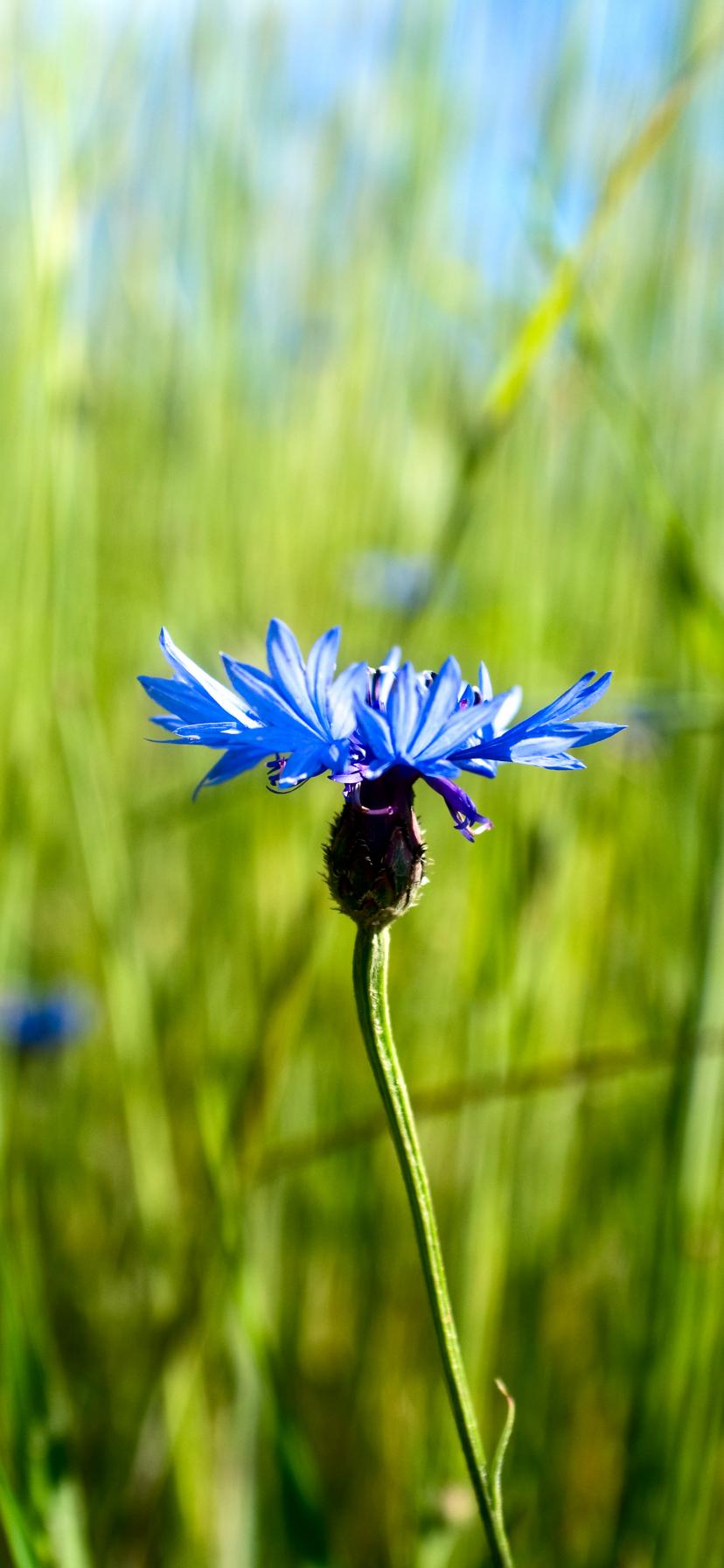 Cornflower Flower Plant Macro