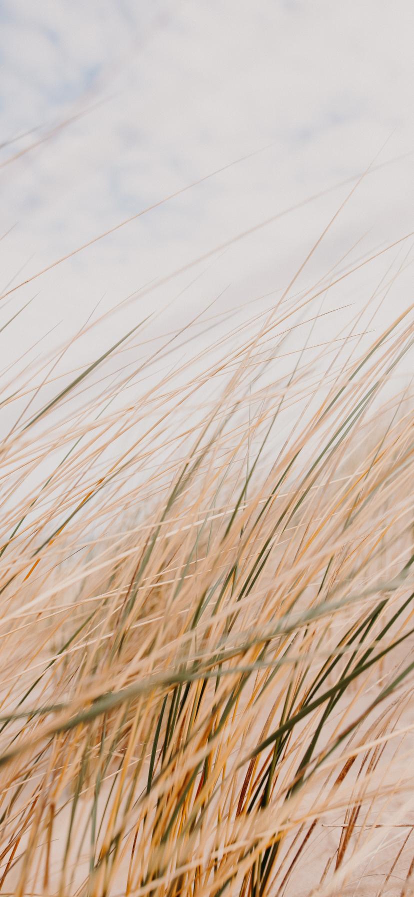 Grass Field Desert Macro