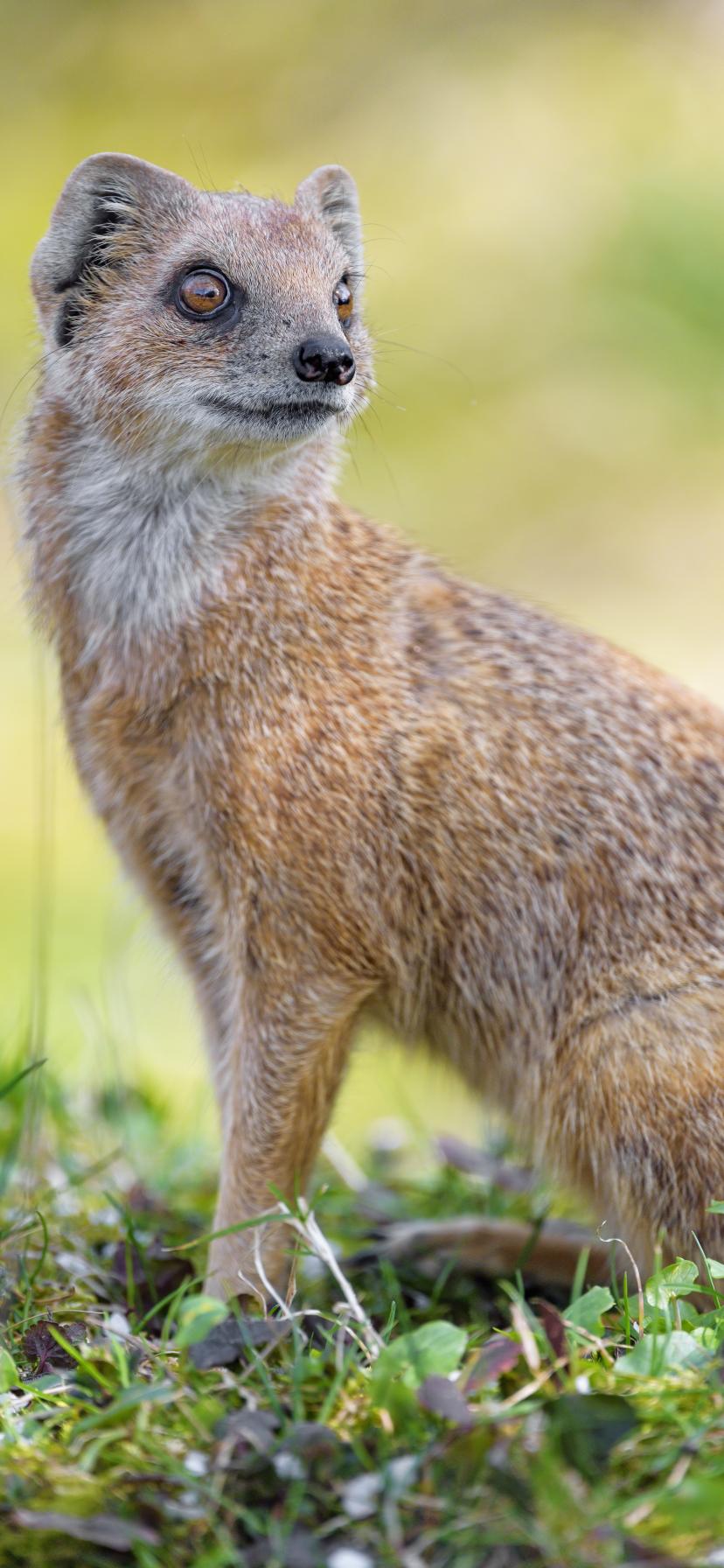 Mongoose Glance Funny Animal