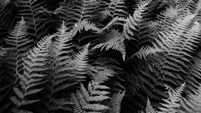 Fern Plants Black-and-white