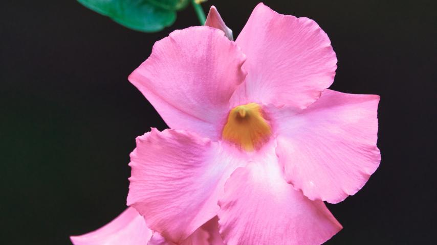 Flower Petals Leaves Branch Pink Macro