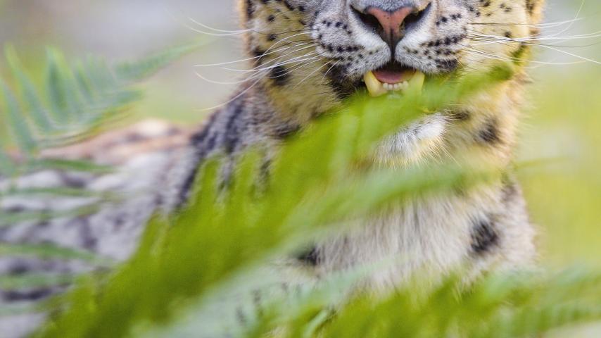 Snow-leopard Irbis Glance Animal Predator Wildlife