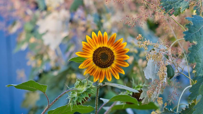 Sunflower Flower Plant Macro