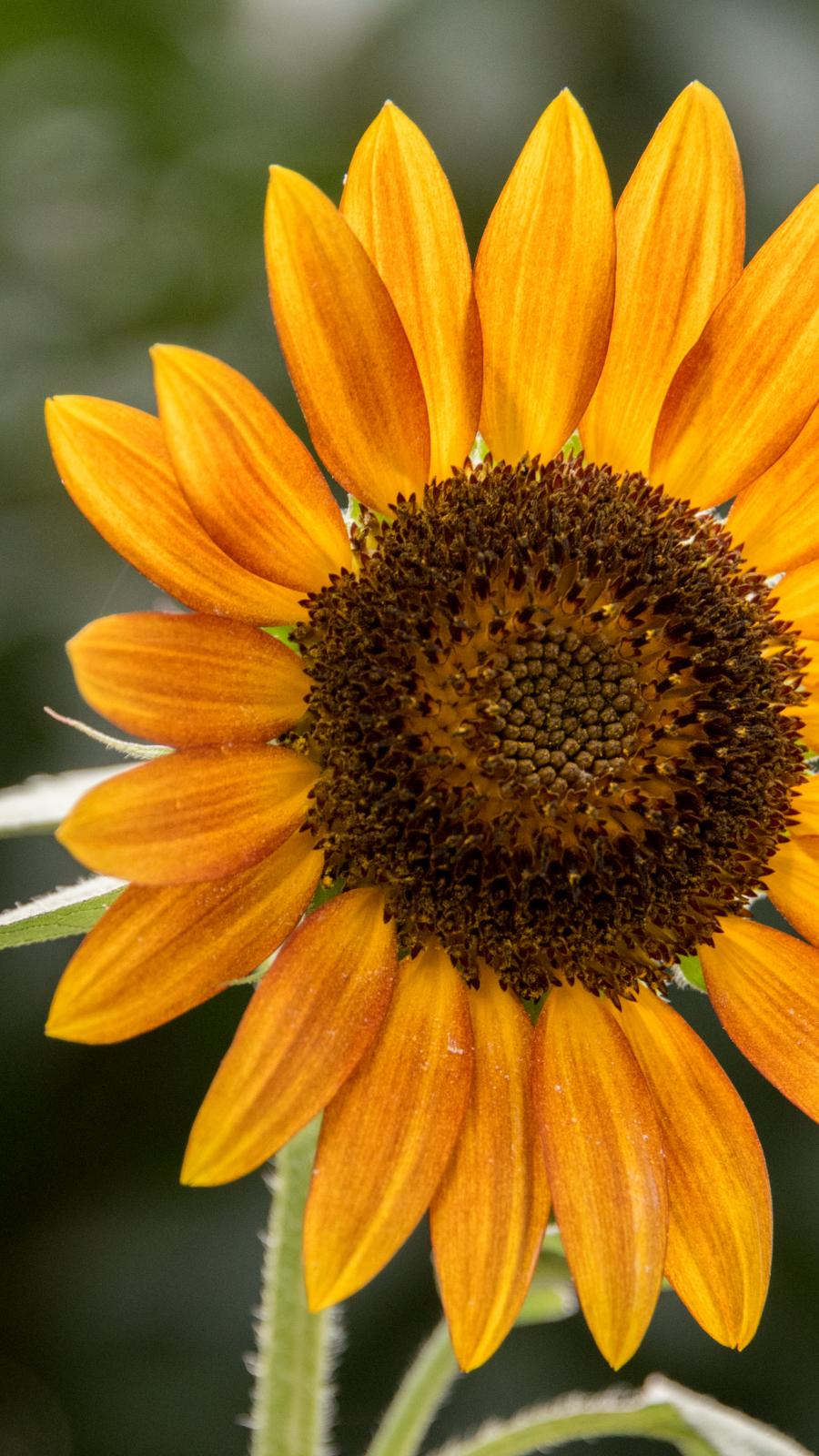 Sunflower Flower Petals Plant Yellow Macro