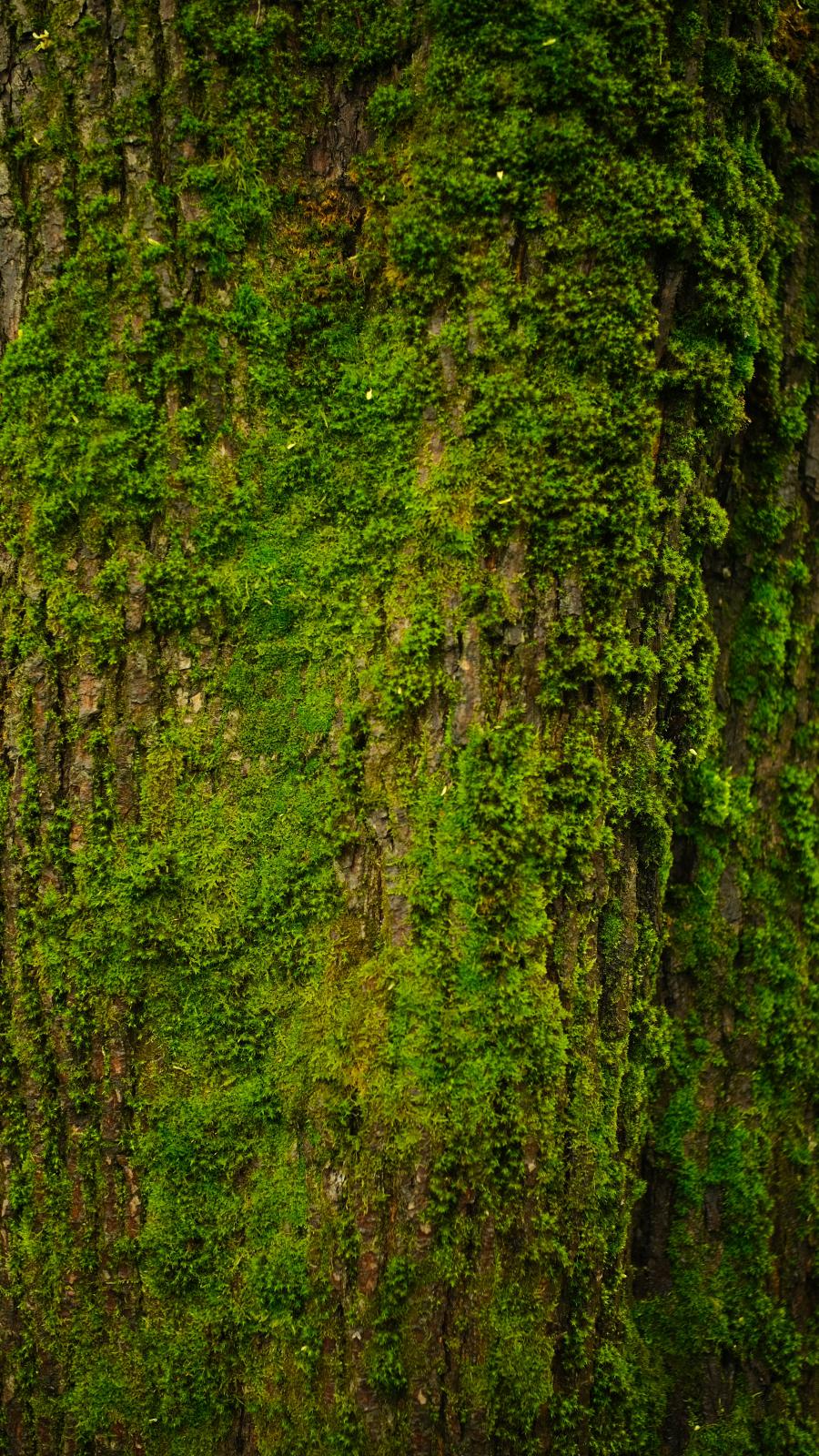 Tree Bark Moss Texture