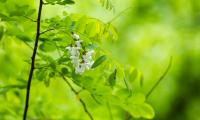 Acacia Flowers Leaves Branch Macro Green