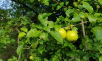 Apple-tree Apples Branch Leaves Macro Green