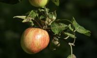Apples Fruit Branch Macro