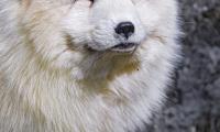 Arctic-fox Animal Cute Furry