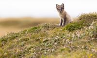 Arctic-fox Fox Animal Glance Wildlife