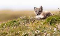 Arctic-fox Fox Glance Animal Wildlife