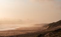 Beach Sea Fog Bird Landscape