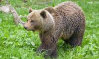 Bear Animal Predator Grass Wildlife