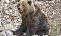 Bear Animal Predator Stones Wildlife