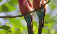 Bee-eaters Birds Branch Wildlife