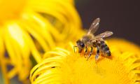 Bee Insect Flower Yellow Macro