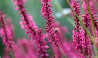 Bee Insect Flowers Plants Macro Pink