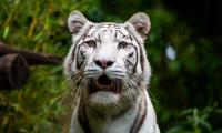 Bengal-tiger Tiger Animal Predator Roar