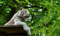 Bengal-tiger Tiger Predator Animal Big-cat Leaves