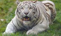 Bengal-tiger Tiger White Fangs Predator Animal
