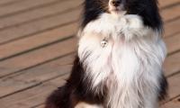 Border-collie Dog Pet Animal Furry