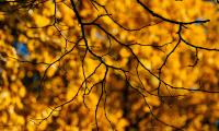 Branches Glare Macro Autumn Yellow
