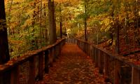 Bridge Forest Leaves Autumn Landscape