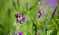 Bumblebee Flowers Plants Macro