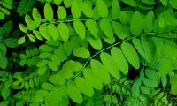 Bush Leaves Branches Macro Green