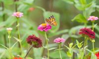 Butterfly Flowers Marigolds Macro