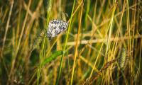 Butterfly Grass Insect Macro White