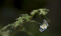 Butterfly Insect Branch Macro Blur