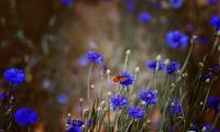 Butterfly Insect Cornflowers Flowers Macro