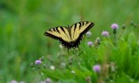 Butterfly Insect Plants Macro Blur