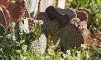 Cactus Flowers Plants Macro