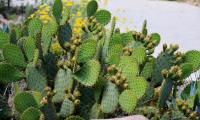 Cactus Plant Needles Macro Green