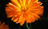 Calendula Flower Macro Bright