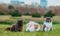 Cat Animal Pet Furry Grasses
