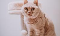 Cat Animal Pet Gray Glance