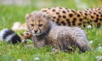 Cheetah Animal Cub Furry Cute