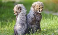 Cheetah Animal Cub Kitten Protruding-tongue Cute