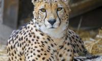 Cheetah Animal Glance Big-cat