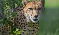 Cheetah Animal Glance Predator Big-cat