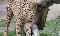Cheetah Animal Predator Big-cat