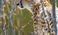 Cheetah Animal Predator Branch Wildlife