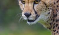 Cheetah Animal Predator Glance